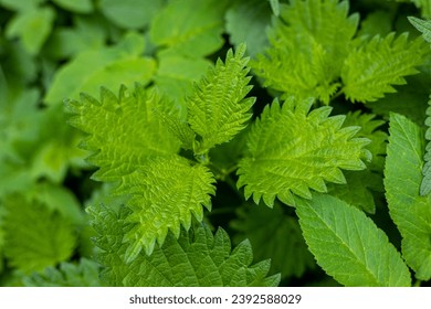Urtica dioica or stinging nettle, in the garden. Stinging nettle, a medicinal plant that is used as a bleeding, diuretic, antipyretic, wound healing, antirheumatic agent. 