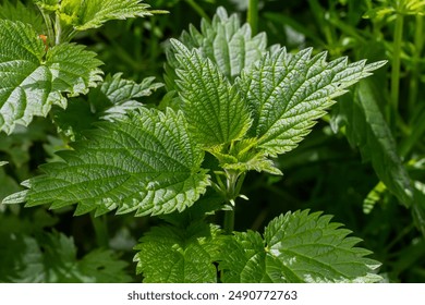 Urtica dioica or stinging nettle, in the garden. Stinging nettle, a medicinal plant that is used as a bleeding, diuretic, antipyretic, wound healing, antirheumatic agent.