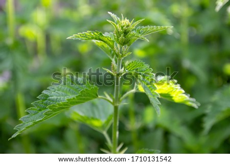 Urtica dioica or stinging nettle, in the garden. Stinging nettle, a medicinal plant that is used as a bleeding, diuretic, antipyretic, wound healing, antirheumatic agent.