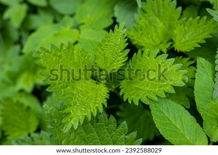 Similar – Image, Stock Photo Stinging nettle (Urtica dioica) in the morning light