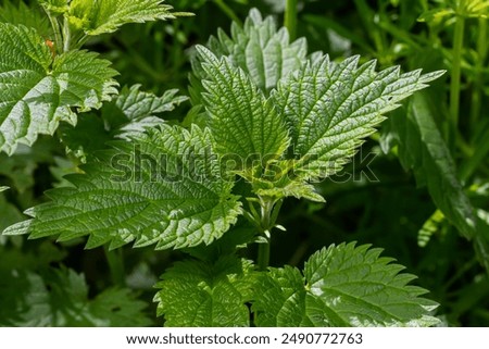 Image, Stock Photo Stinging nettle (Urtica dioica) in the morning light