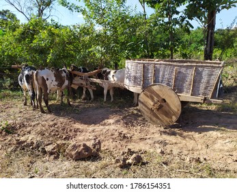 Urucuia, Minas Gerais/Brazil - JUNHO 15, 2020: Cow On The Farm, Ox Wagon.