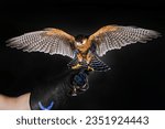 U.S. AIR FORCE ACADEMY, Colo. -- Zorro, a two-year-old Aplomado Falcon sits perched atop the glove of a cadet Falconer U.S. Air Force Academy in Colorado Springs, Colo., on July 27, 2023. 