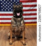 U.S. Army military working dog Max, assigned to the USAG Italy 18th Military Police Detachment, poses for a portrait at Caserma Ederle in Vicenza, Italy