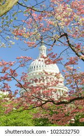 US Capitol Building among springtime tree blossoms