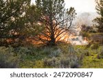 A US Forest Service prescribed burn in juniper forest in Modoc County California in May 2024.