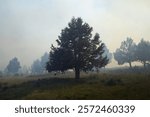 A US Forest Service prescribed burn in juniper forest in Modoc County California in May 2024.