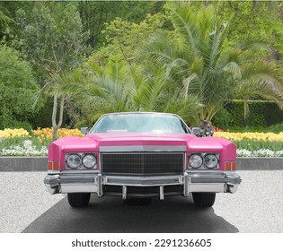 US old timer cabrio in pink, in the park.
