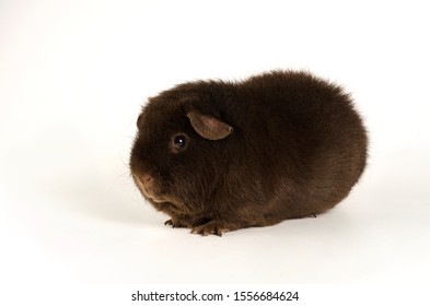 guinea pig us teddy