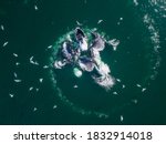 USA, Alaska, Aerial view of Humpback Whales (Megaptera novaeangliae) lunging at surface of Frederick Sound while bubble net feeding on herring shoal on summer afternoon