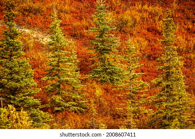 USA, Alaska, Autumn Hillside USA