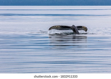 USA, Alaska, Chatham Strait. Humpback Whale Diving.