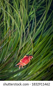 USA, Alaska, Craig. Shore Crab And Eel Grass.