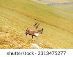 Usa, alaska, gates of the arctic national park. bull caribou in it