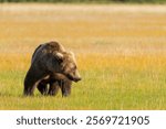 USA, Alaska, Lake Clark National Park. Subadult grizzly bear crosses grassy meadow.