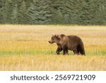 USA, Alaska, Lake Clark National Park. Subadult grizzly bear crosses grassy meadow.