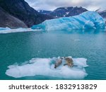 USA, Alaska, Leconte Bay, Aerial view of Harbor Seal and pup resting on iceberg calved from LeConte Glacier east of Petersburg