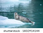 USA, Alaska, Leconte Bay, Harbor Seal pup resting on iceberg calved from LeConte Glacier east of Petersburg
