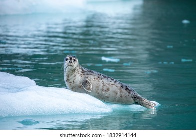 USA, Alaska, Leconte Bay, Harbor Seal pup resting on iceberg calved from LeConte Glacier east of Petersburg