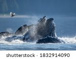 USA, Alaska, Seagull hovers above Humpback Whales (Megaptera novaeangliae) surfacing as they bubble net feed on school of herring fish in Frederick Sound on summer afternoon