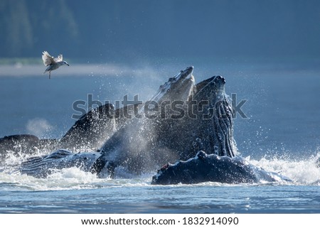 USA, Alaska, Seagull hovers above Humpback Whales (Megaptera novaeangliae) surfacing as they bubble net feed on school of herring fish in Frederick Sound on summer afternoon