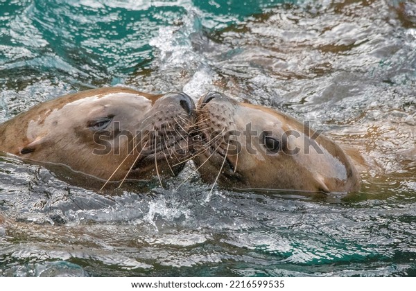 Usa, Alaska. These Steller sea lions nuzzle and\
kiss near the Inian\
Islands.