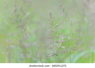 USA, Alaska, Tongass National Forest. Tufted Hairgrass Close-up.