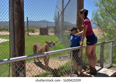 USA, Arizona, 11,07,2016 Tourists Feed The Tiger Under The Care Of The Caretaker In The Wildlife Park