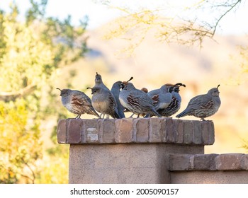 USA, Arizona, Buckeye. Quail Family On Patio Wall.