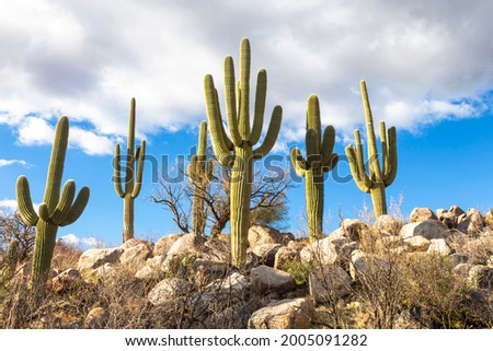 USA, Arizona, Catalina State Park, saguaro cactus, Carnegiea gigantea. The giant saguaro cactus punctuates the rocky desert landscape.