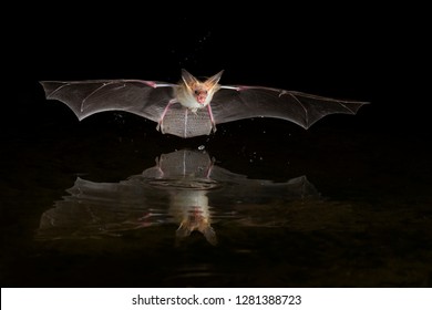 Usa, Arizona, pallid bat, (Antrozous pallidus) Bat drinking. - Shutterstock ID 1281388723