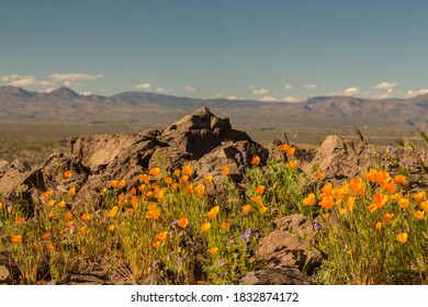 USA, Arizona, Peridot Mesa. California poppies in bloom.