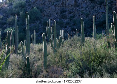 USA Arizona Saguaro National Monument West Saguaro Cacti