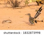 USA, Arizona, Santa Cruz County. Roadrunner with western diamondback rattlesnake.