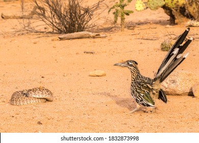 USA, Arizona, Santa Cruz County. Roadrunner with western diamondback rattlesnake.