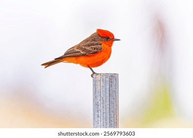 USA, Arizona, Tucson. Male vermilion flycatcher bird on stump.