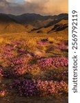 USA, California, Anza-Borrego Desert State Park. Landscape with purple sand verbena and arid mountains.