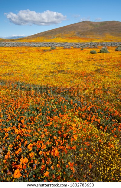 USA,
California. Fields of California Poppy, Goldfields with clouds,
Antelope Valley, California Poppy
Reserve.