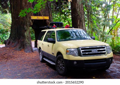 USA, California. Klamath, Tour-Thru Tree With Ford Expedition