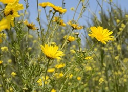 USA California Los Angeles Playa Vista May 8 2023 Yellow Wildflowers Close Up.