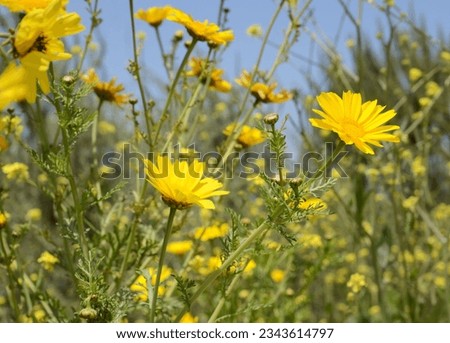 USA California Los Angeles Playa Vista May 8 2023 yellow wildflowers close up.