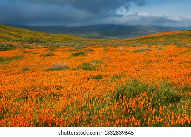 USA, California, Mojave Desert. California poppy super bloom.