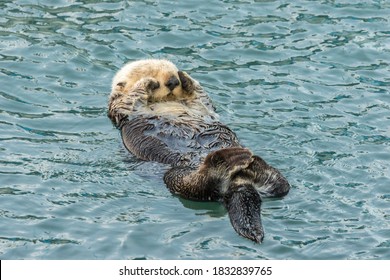 USA, California, San Luis Obispo County. Sea Otter Sleeping.