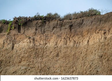 USA, California, San Mateo County, Half Moon Bay. An Exposed Cross Section Of Wastonville Soil Series  In The Mollisol Soil Order. Massive Light Brown Blocks In The C Horizon Layer Are Leached Clay