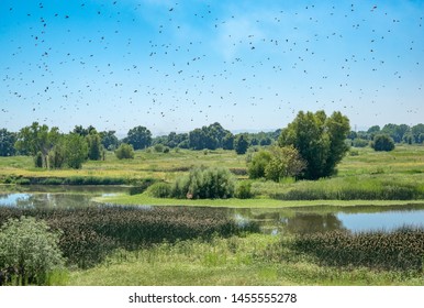 USA, California, Sutter County, Woodland, Fremont Weir State Wildlife Area. A flock of cliff swallows (Petrochelidon pyrrhonoto) fly over the old Sacramento River - Shutterstock ID 1455555278