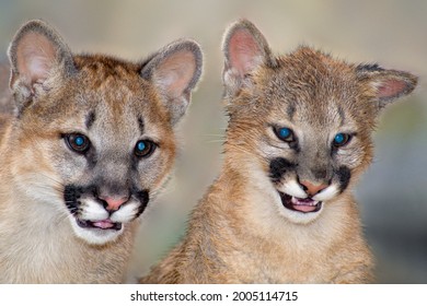 USA, California, Wildlife Waystation. Captive Mountain Lion Cubs At Rescue Facility.