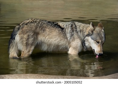 USA, California, Wildlife Waystation. Endangered Gray Wolf Drinks From Small Pond At Wildlife Rescue Facility.