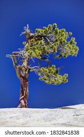 USA, California, Yosemite National Park. Gnarled Jeffrey Pine On Granite Rock.