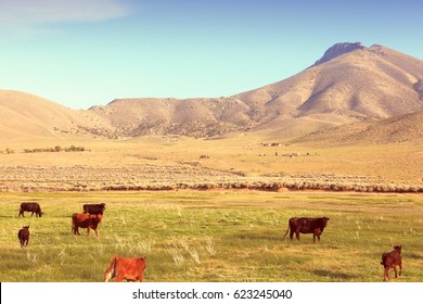 USA Cattle Ranch In California. Vintage Filtered Color Style.