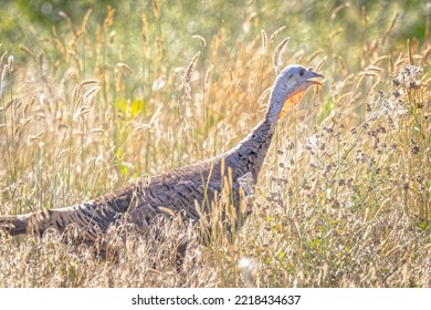 USA, Colorado, Fort Collins. Merriam Wild Turkey In Grassy Field.